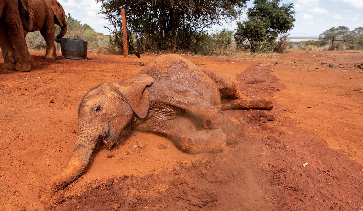 sheldrick-elephant-orphanage