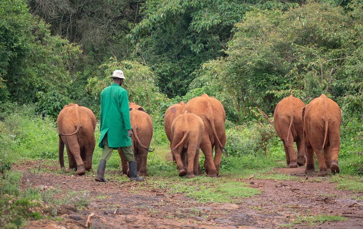 sheldrick wildlife trust in kenia