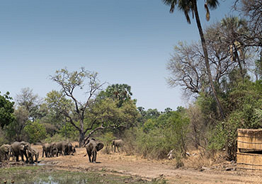 Island Bush Camp