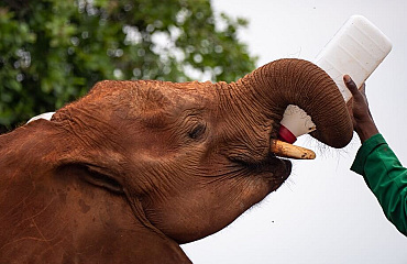 Unieke excursie naar het Sheldrick Elephant Orphanage in Kenia
