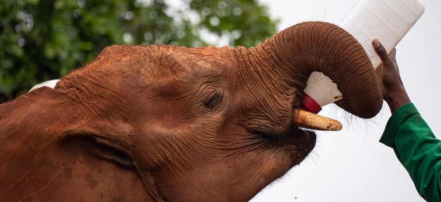 Unieke excursie naar het Sheldrick Elephant Orphanage in Kenia